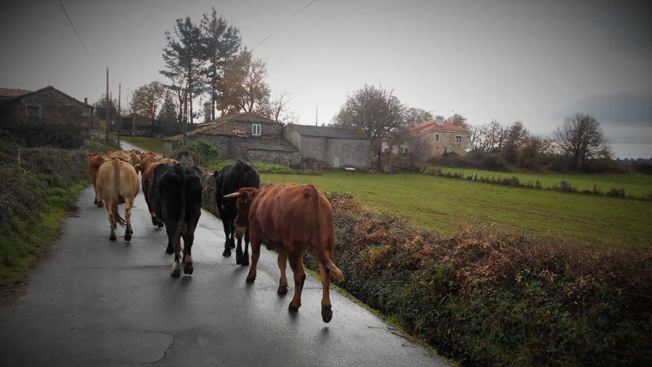 A Galiza ten un marcado car&aacute;cter agrogandeiro. (Foto: &Aacute;ngel Utrera)