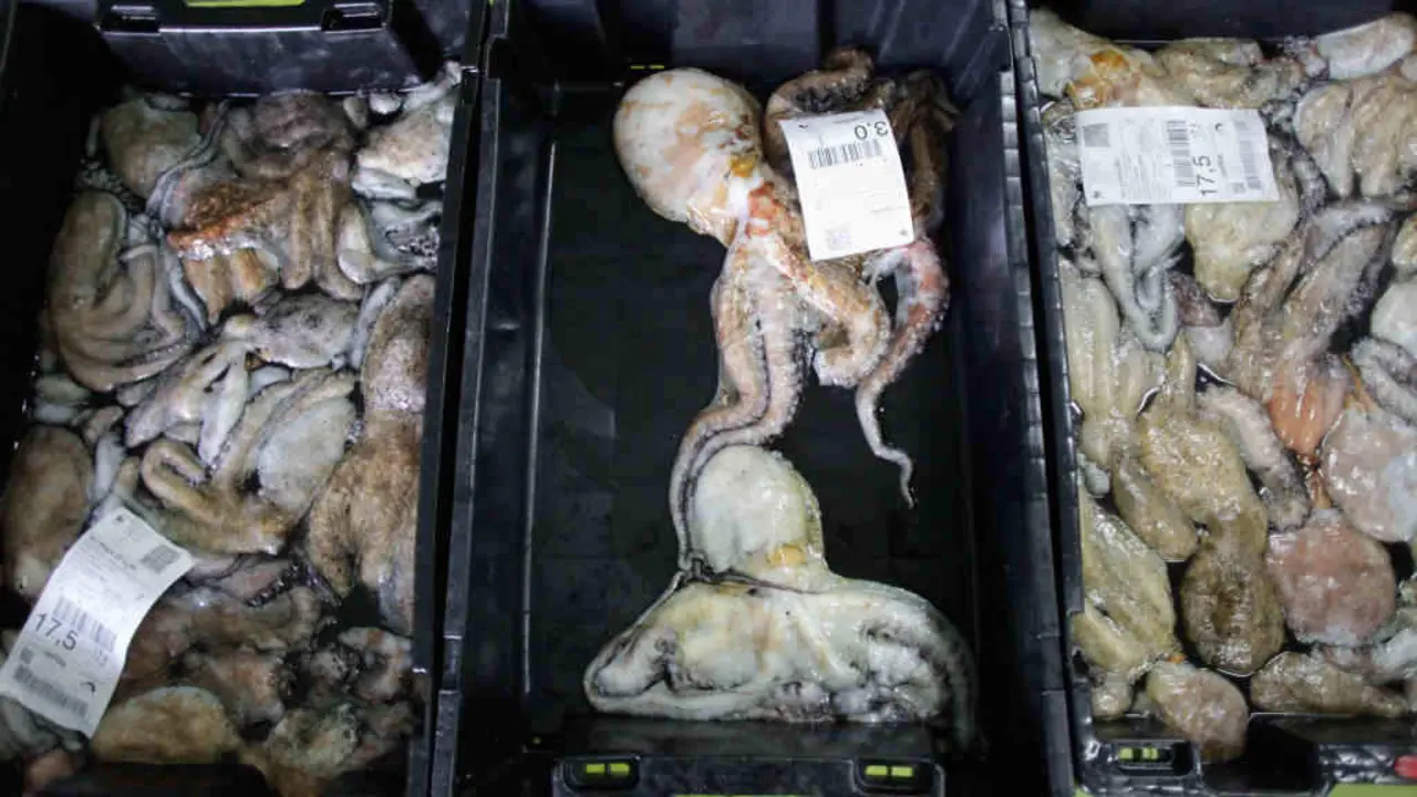 Descarga de polbo no porto de Burela, A Mari&ntilde;a (Foto: Carlos Castro / Europa Press).