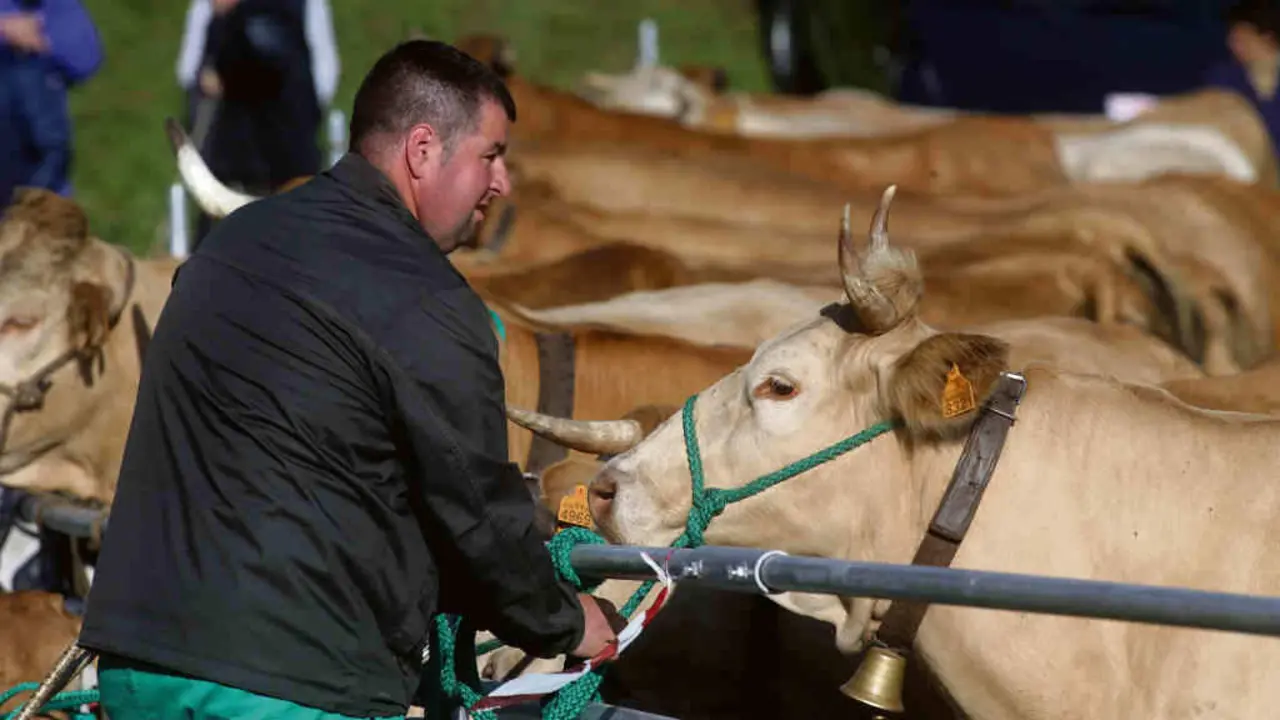 Un gandeiro cunha vaca durante a terceira edici&oacute;n da Feira en Defensa do Gando de Monta&ntilde;a, o 13 de maio, en Cervantes, Os Ancares (Foto: Carlos Castro / Europa Press).