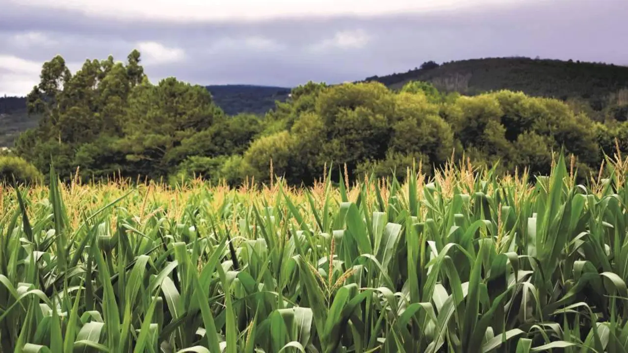 Plantaci&oacute;n de millo na Galiza. (Foto: N&oacute;s Diario)