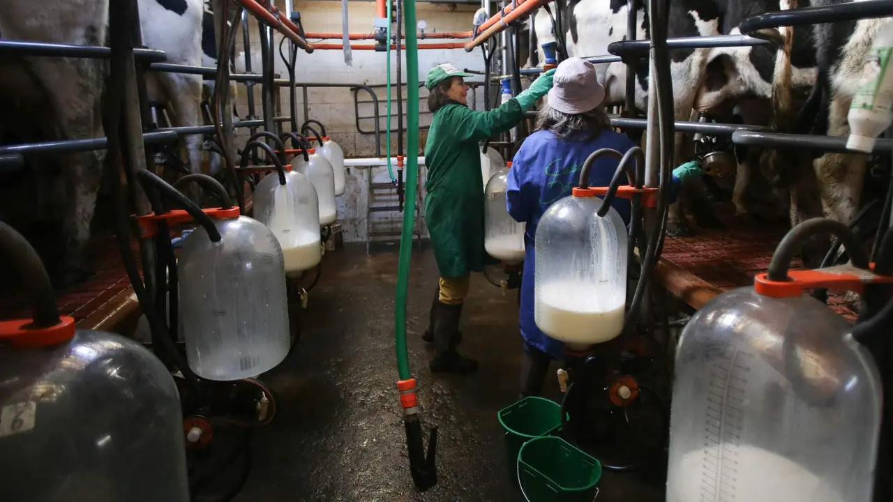D&uacute;as mulleres traballan muxindo as vacas nunha explotaci&oacute;n leiteira de Friol, na comarca  de Lugo (Foto: Carlos Castro / Europa Press).