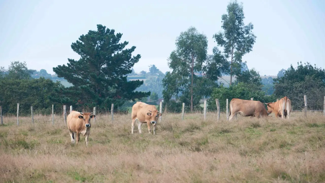 Os sindicatos agrarios alertan sobre as consecuencias da carencia de precipitaci&oacute;ns e do aumento das temperaturas sobre os pastos (Foto: Dar&iacute;o Pe&ntilde;a).