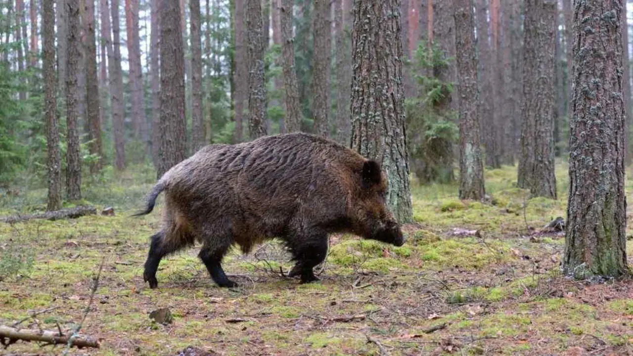 Exemplar de xabaril no monte. (Foto: Xunta da Galiza).