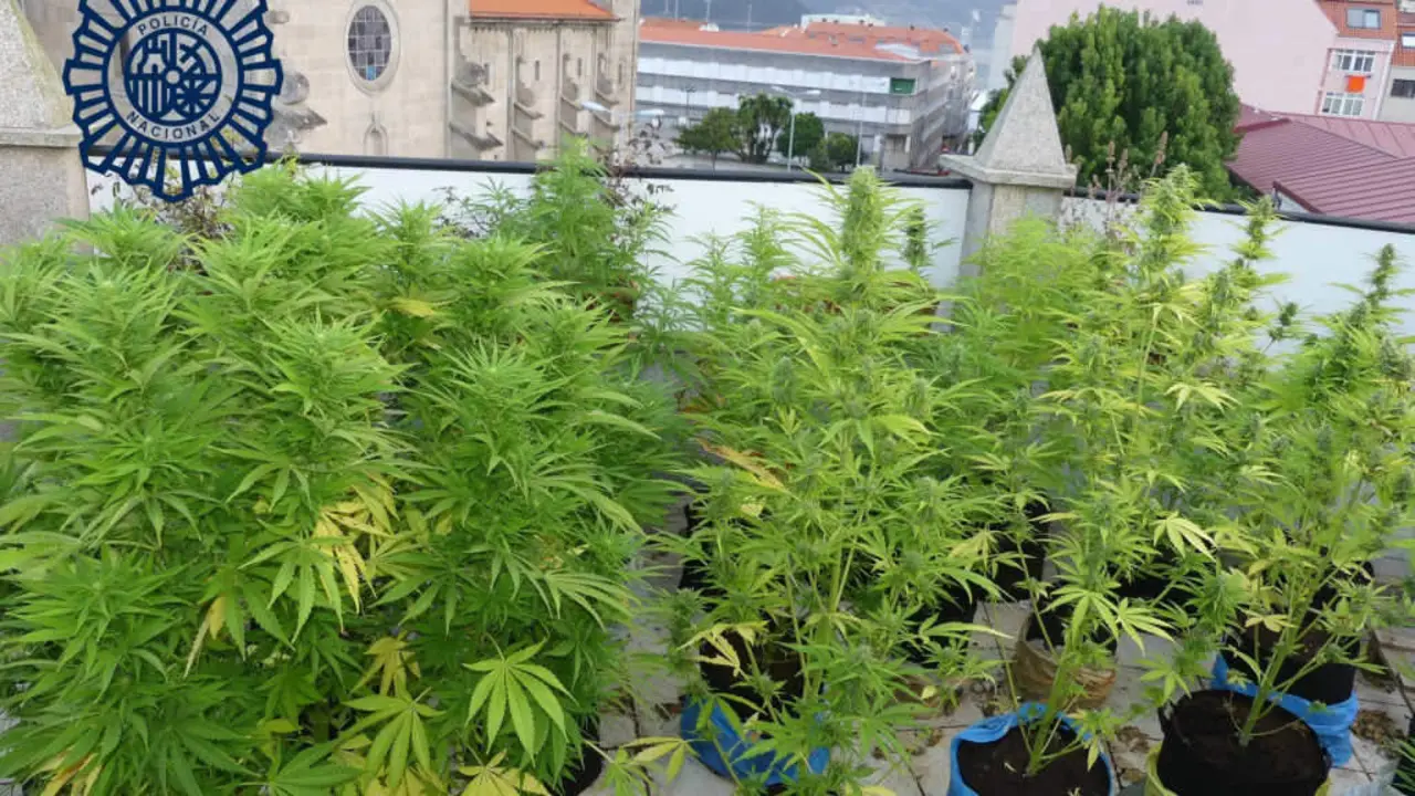 A plantaci&oacute;n de marihuana en Mar&iacute;n (foto: Polic&iacute;a Nacional).