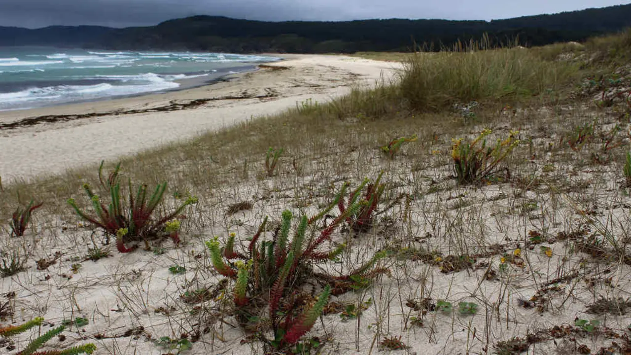 Leiteiri&ntilde;as, 'Euphorbia paralias' na duna de Mar de Rostro, Fisterra. (Foto: Susana Trigo Arcos)