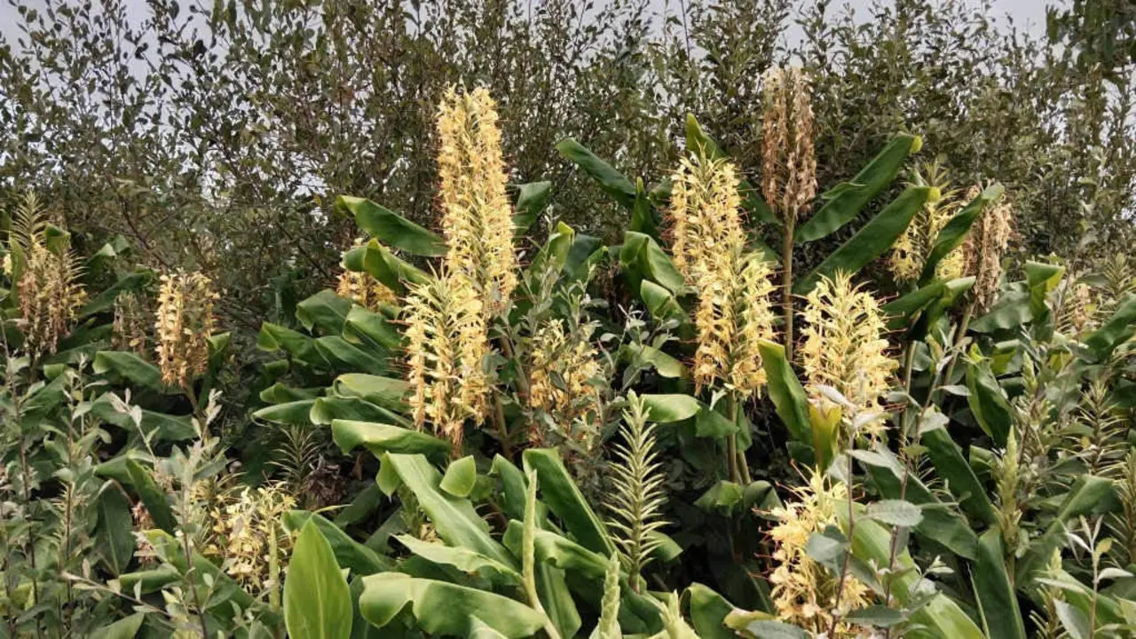 O xenxibre do Himalaia (Foto: federaci&oacute;n Ecoloxista Galega).