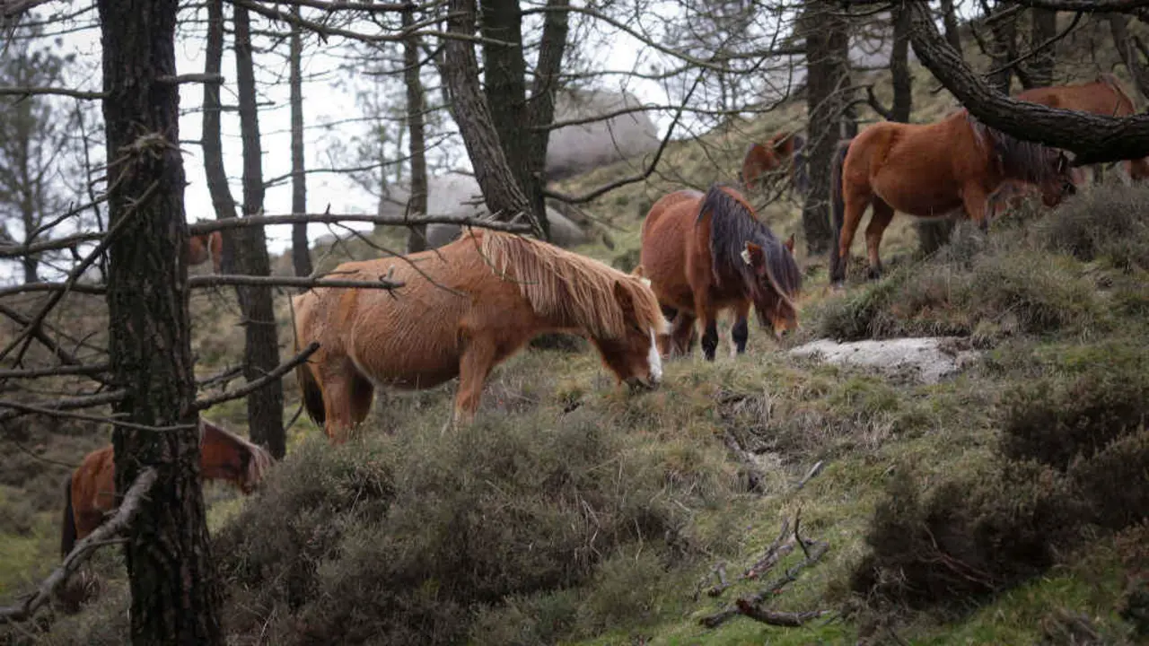 Unha manda de cabalos salvaxes no Valadouro (Foto: Carlos Castro / Europa Press).