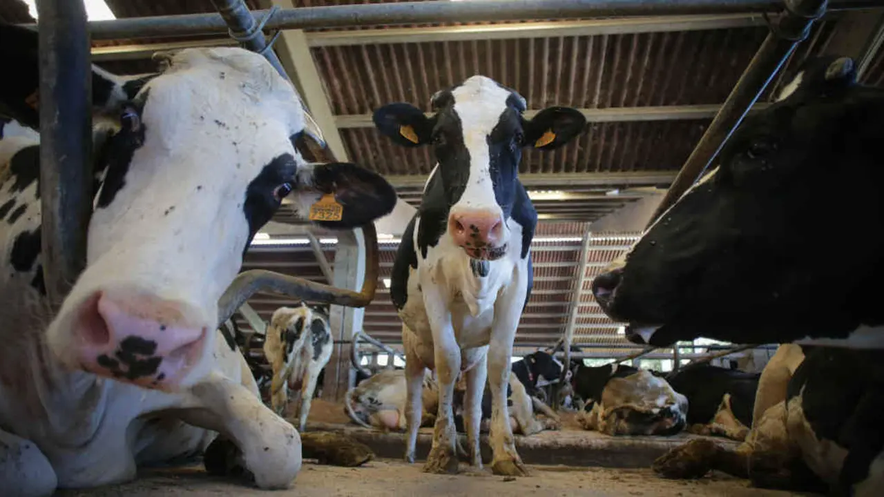 Vacas nunha gandar&iacute;a de produci&oacute;n l&aacute;ctea en Sabadelle, Chantada. (Foto: Carlos Castro / Europa Press)