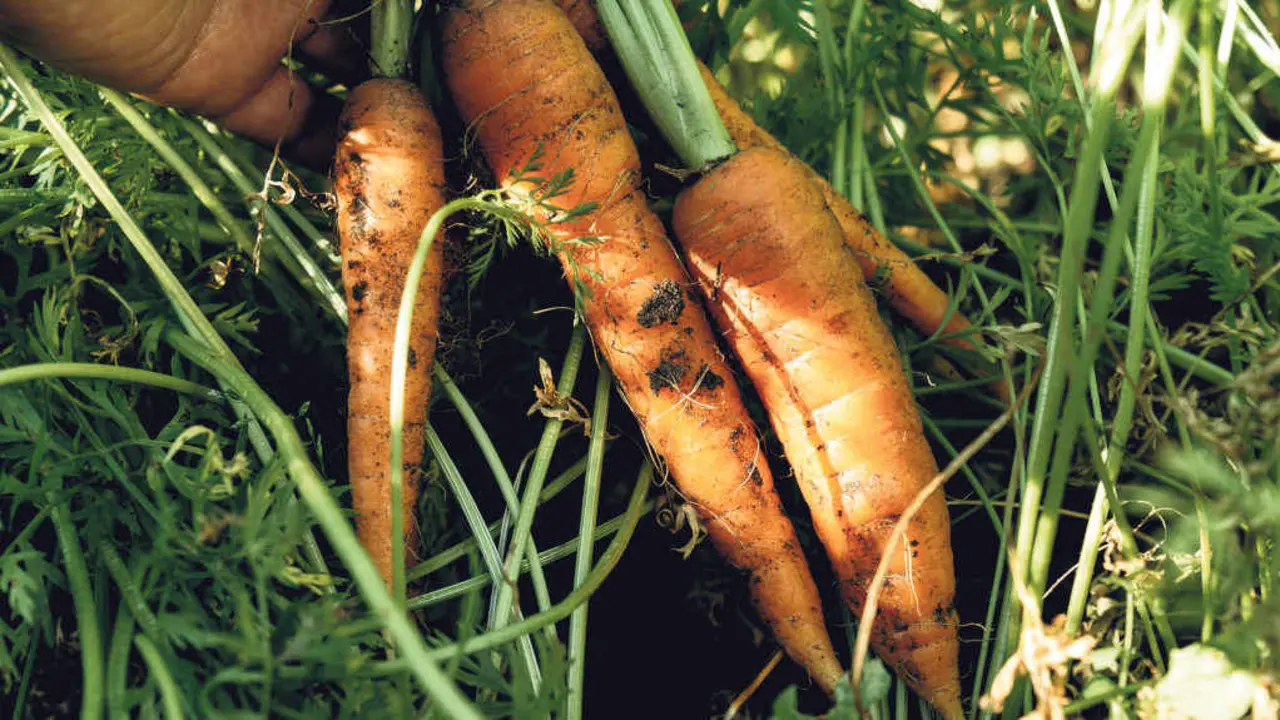 Soberan&iacute;a implica a garant&iacute;a de alimentos mais tam&eacute;n dos dereitos &aacute; auga, &aacute; terra e &aacute;s sementes (Foto: N&oacute;s Diario).