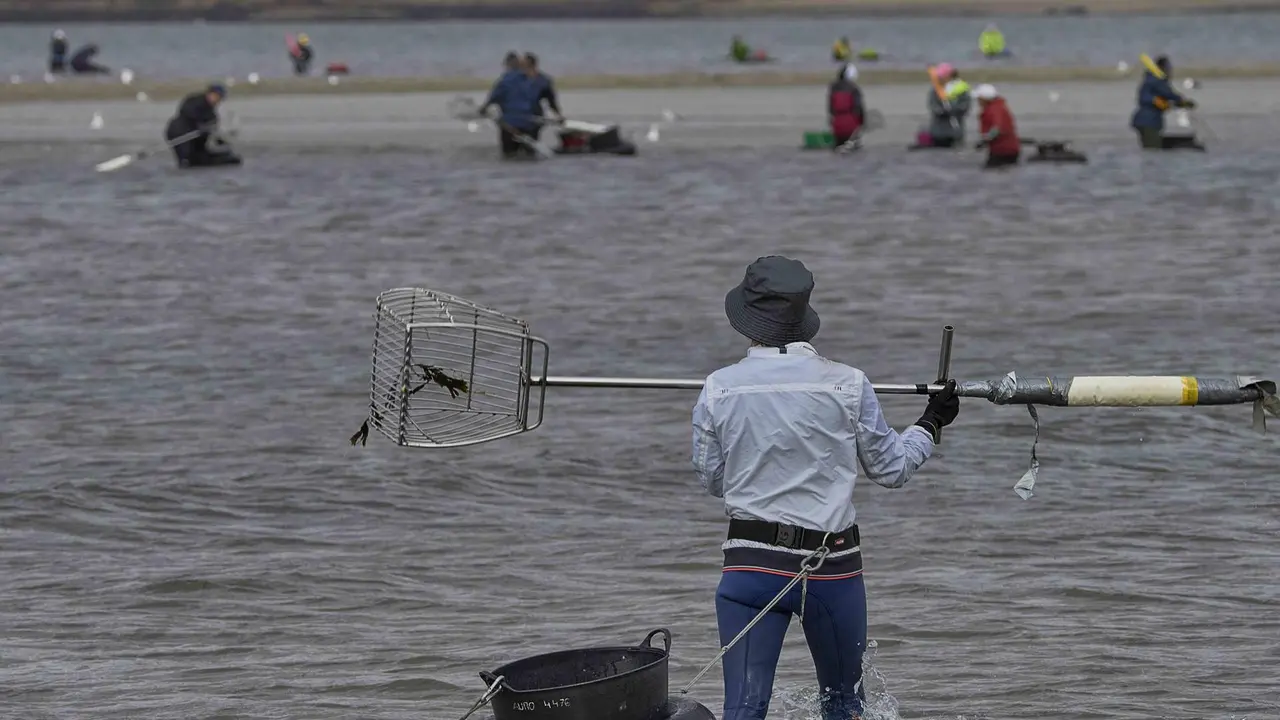 Mariscadoras da confrar&iacute;a de Noia extraendo bivalvo (Foto: Pedro G. Losada).