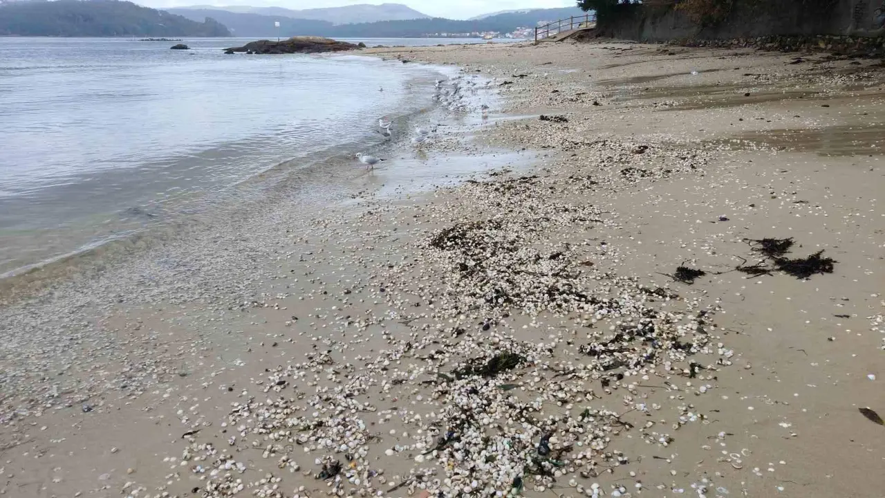 Bivalvo arrastrado &aacute;s praias durante a &uacute;ltima fin de semana (Foto: Europa Press).