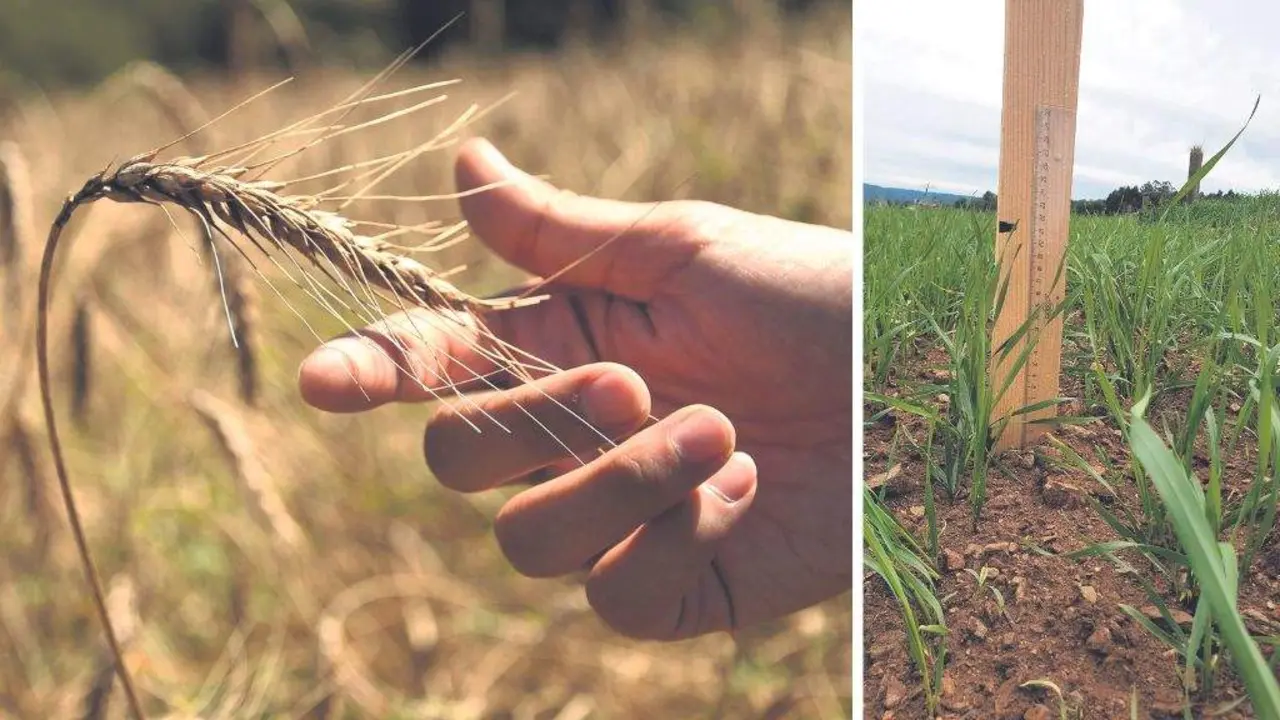 O trigo Caaveiro con catro semanas de vida xa ten un porte de 21 cm. &Aacute; dereita, chegando ao final do 
proceso de medre. (Fotos: Da Cunha)