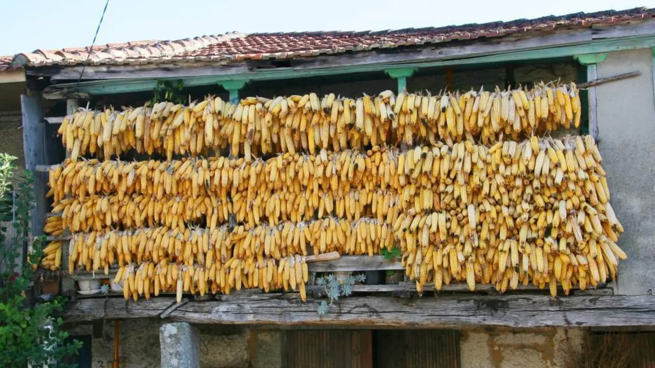 A solaina, un bo sequeiro para a colleita de espigas (Cenlle, O Ribeiro). Estas fermosas restras de espigas p&oacute;dense ver nas zonas da Galiza nas que non hai h&oacute;rreos.