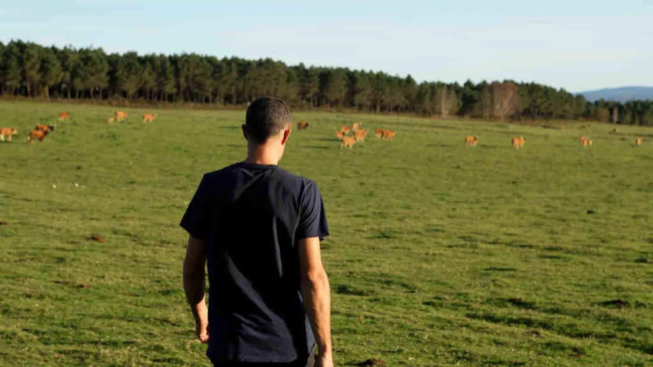 Marcos Nogueiras ollando cara a s&uacute;a explotaci&oacute;n de raza rubia galega en extensivo na explotaci&oacute;n que ten no municipio de Verea, Terra de Celanova (Foto: N&oacute;s Diario).