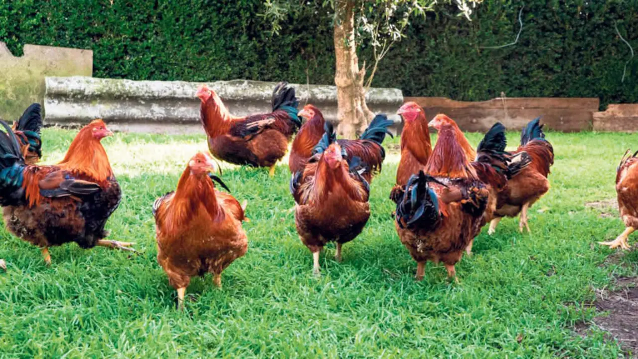 Os cap&oacute;ns cr&iacute;anse ao ar libre, cunha alimentaci&oacute;n natural a base de cereais (Foto: Concello de Vilalba).