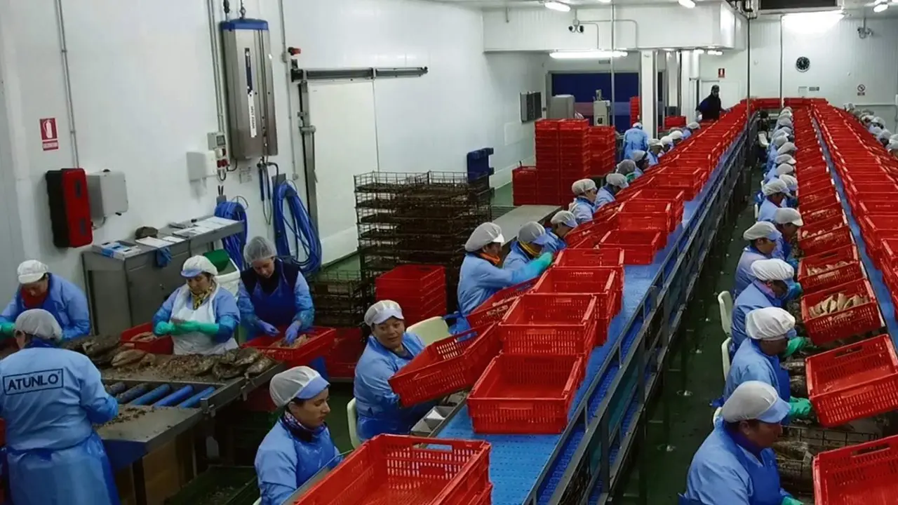 Operarias na factor&iacute;a conserveira de Atunlo no Grovem na comarca do Saln&eacute;s (Foto: Atunlo).