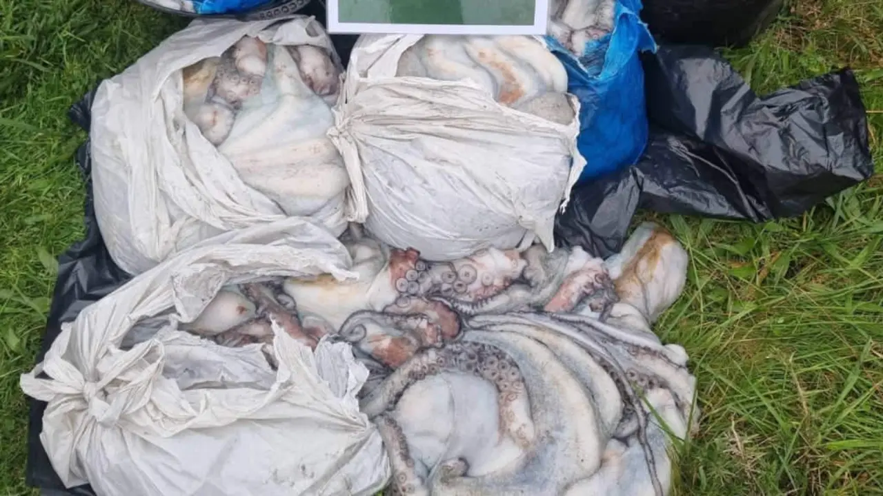 O polo incautado en Malpica (Foto: Garda Civil).