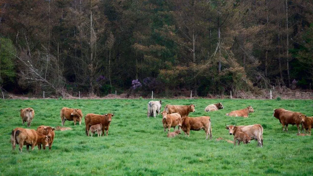Un raba&ntilde;o de vacas pastan na Fonsagrada. (Foto: Carlos Castro / Europa Press)
