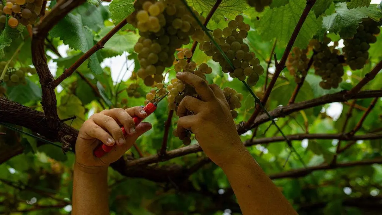 Recollida de uvas durante a das R&iacute;as Baixas. (Foto: Elena Fern&aacute;ndez / Europa Press).