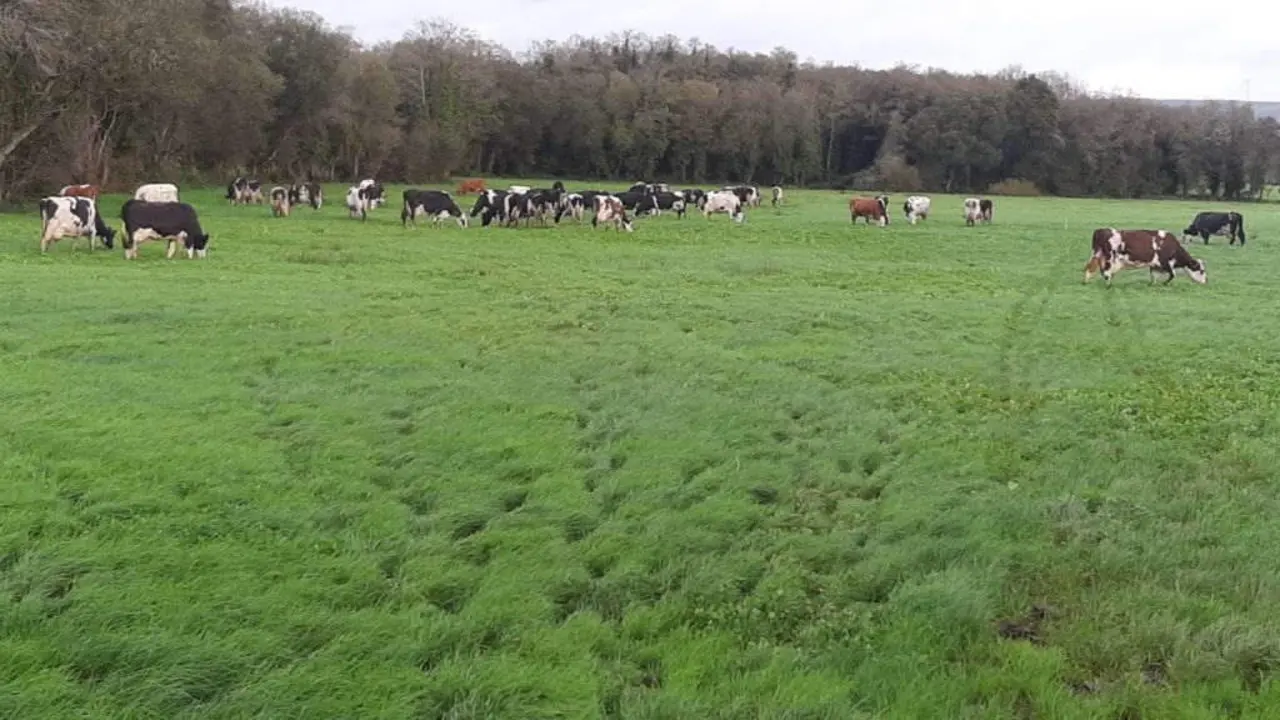 Vacas de leite ecol&oacute;xico a pasto na Pastoriza. (Foto: N&oacute;s Diario).