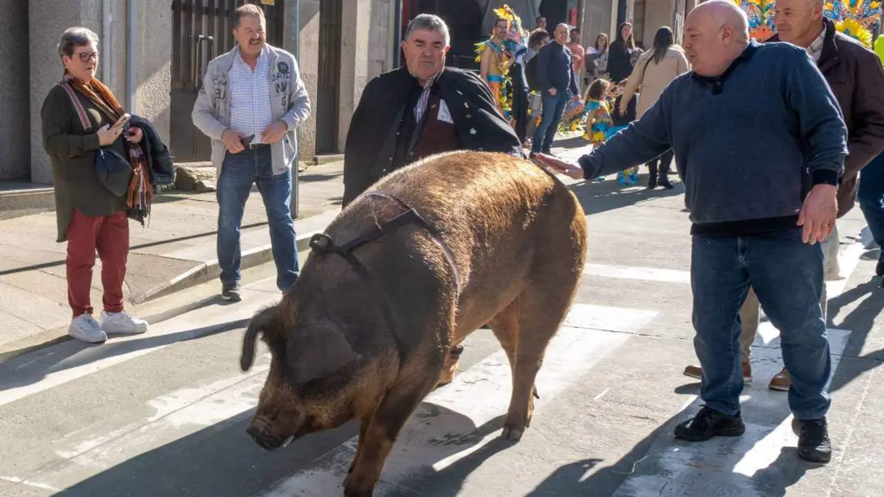 O porco, durante o desfile, guiado cun arn&eacute;s. (Foto: N&oacute;s Diario)