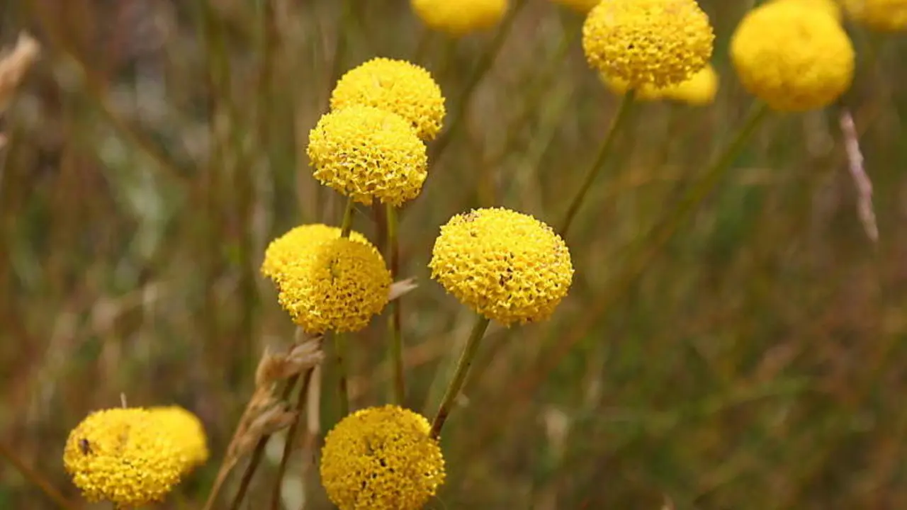 'Santonila melidensis', mostra da flora &uacute;nica da serra do Care&oacute;n. (Foto: N&oacute;s Diario).