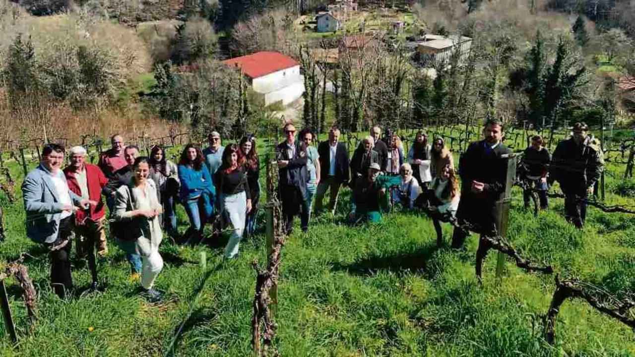 A aplicaci&oacute;n de cubertas vexetais permitir&aacute; &aacute; viticultura afrontar o cambio clim&aacute;tico (Foto: Fundaci&oacute;n Juana de Vega).