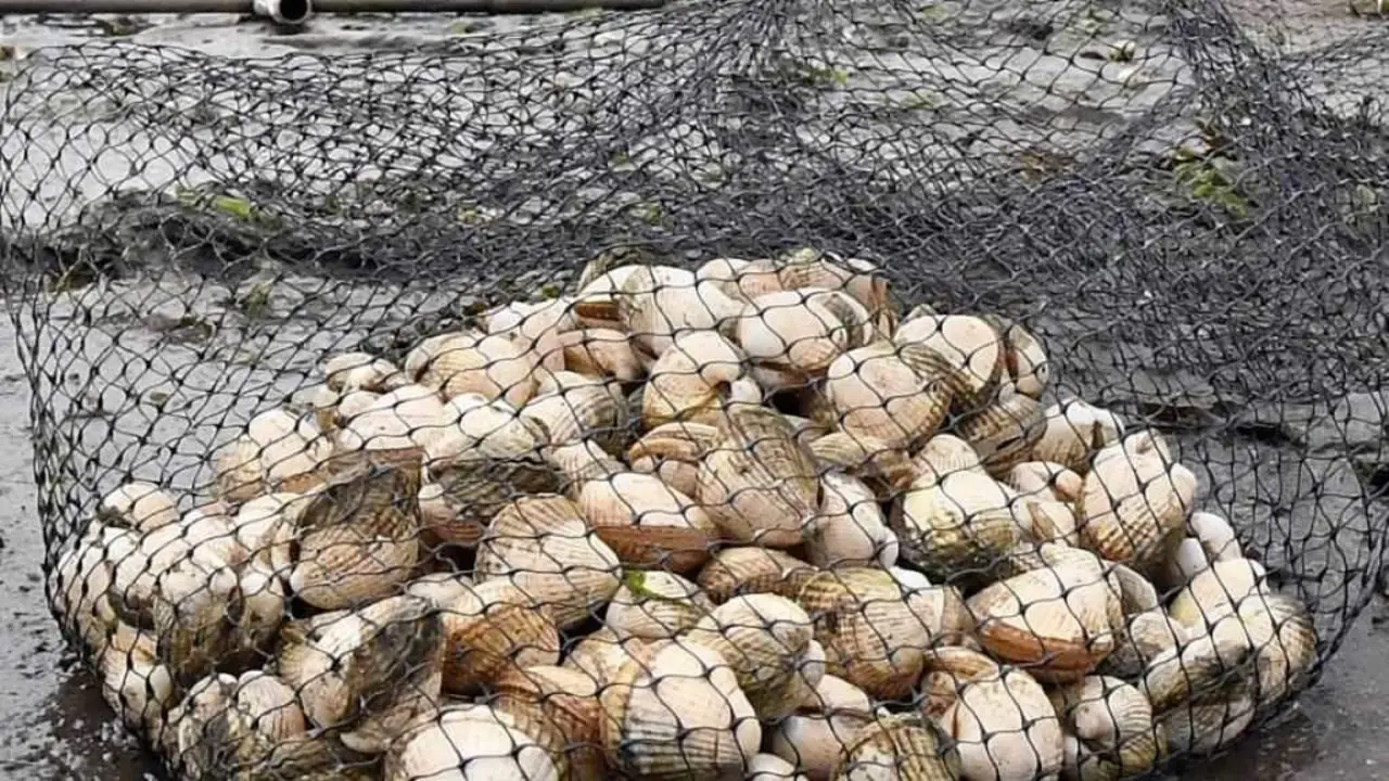 Os berberechos figuran entre as especies extra&iacute;das con m&aacute;is frecuencia de maneira furtiva. (Foto: N&oacute;s Diario)