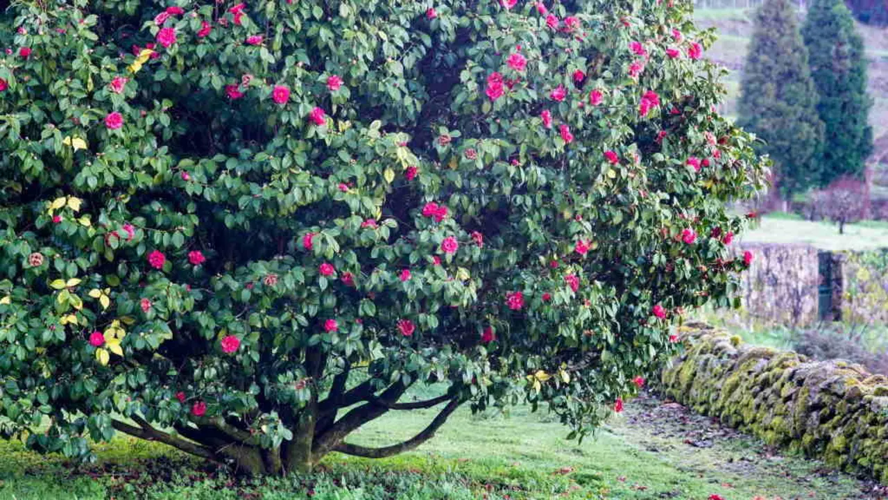 Em Fevereiro, a cam&eacute;lia encende a paisagem de color. (Foto: Mimohe).