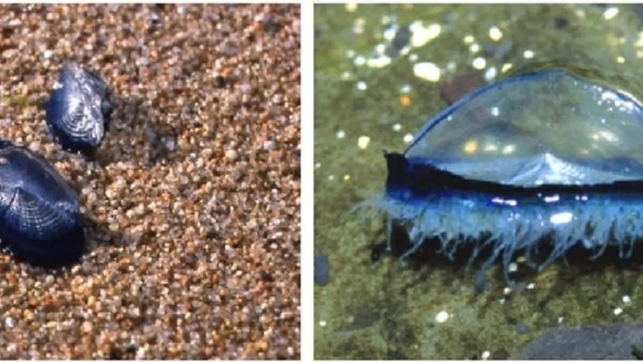 velella hidrozoo medusa