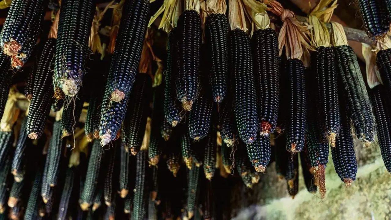 O millo corvo conta cun sabor e unha textura caracter&iacute;sticos. (Foto: Turismo R&iacute;as Baixas)