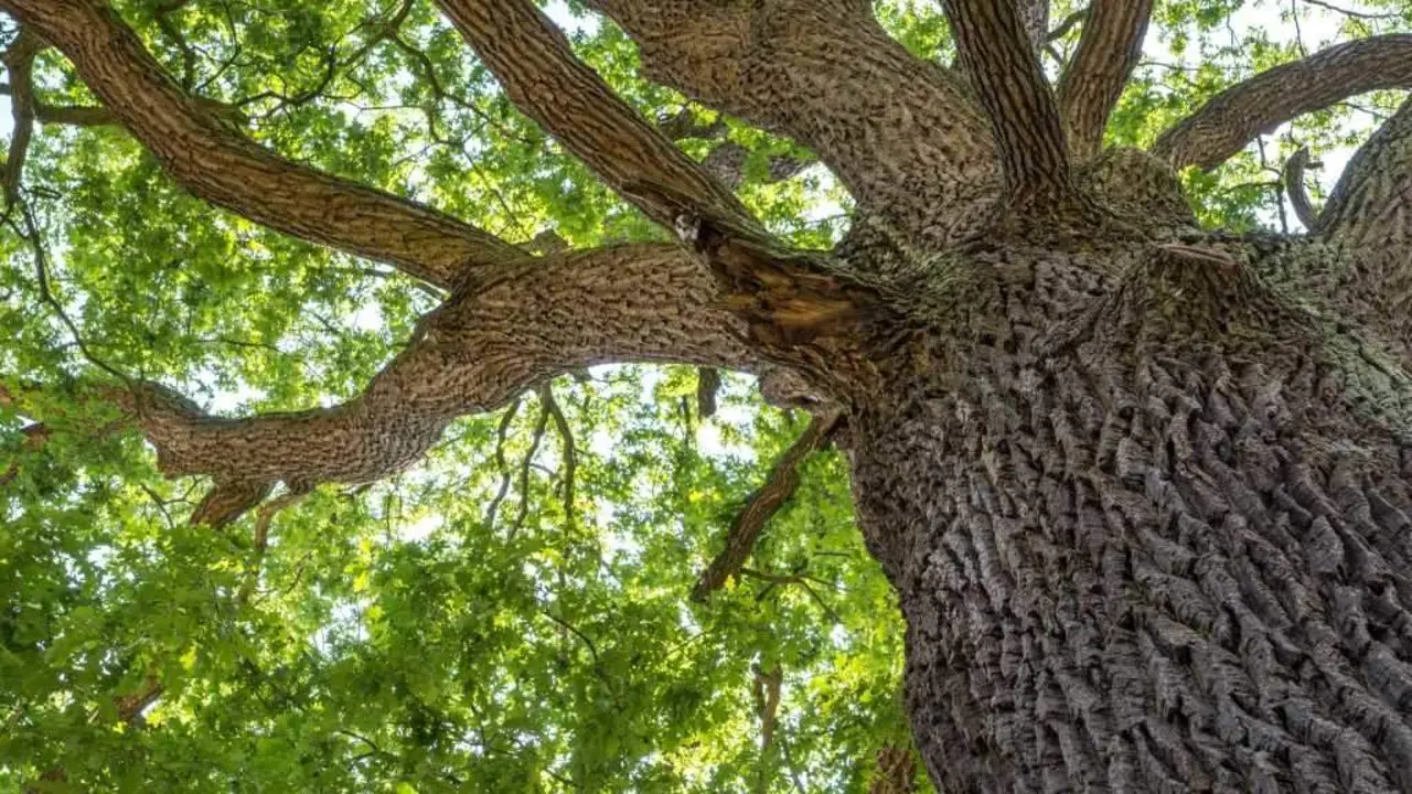 O carballo cerqueiro &eacute; aquel que nace a car&oacute;n dun carballo adulto e que, se ten un avultamento onda a ra&iacute;z, pode valer para 'pau de moca'. (Foto: N&oacute;s Diario)