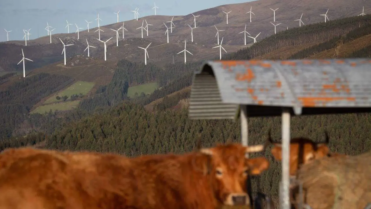 Varias vacas no parque e&oacute;lico de Vilach&aacute;, entre os concellos de Ourol e Muras, entre A Mari&ntilde;a e a Terra Ch&aacute;. (Foto: Carlos Castro / Europa Press).