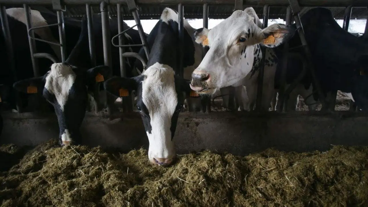 Varias vacas de leite nunha granxa da parroquia de Pi&ntilde;eiro en Xermade (Terra Ch&aacute;). [Foto: Carlos Castro / Europa Press]