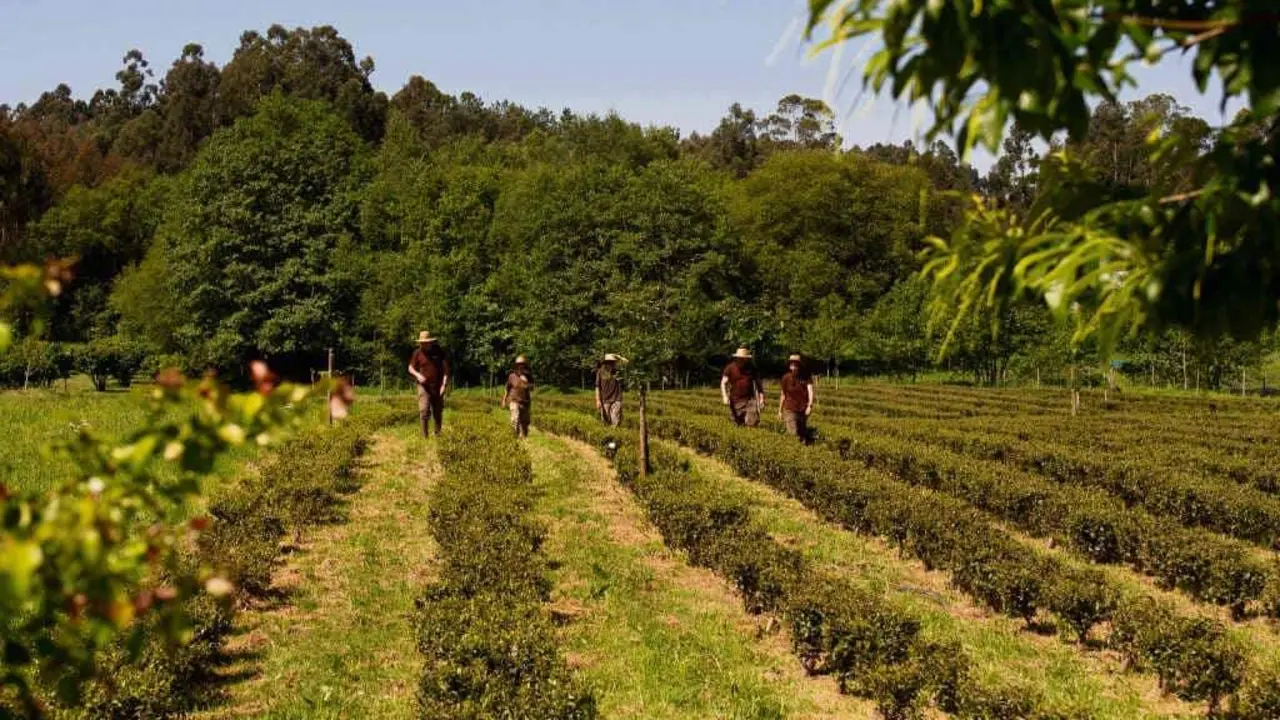 Plantaci&oacute;n de Orballo na parroquia de Don&iacute;n, no concello de Paderne, As Mari&ntilde;as (Foto: N&oacute;s Diario).