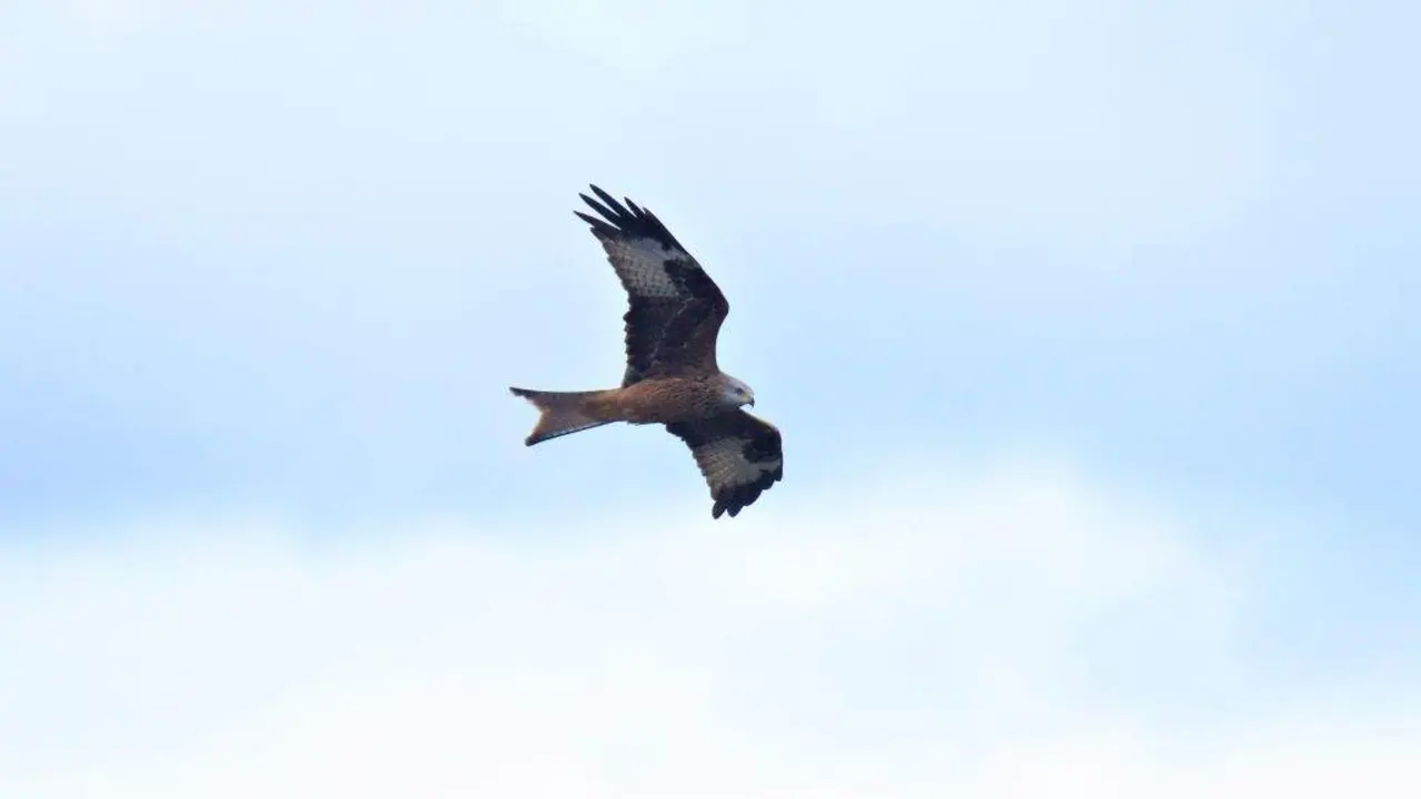 Exemplar de millafre real. (Foto: N&oacute;s Diario)
