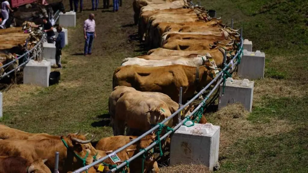 Feira en defensa do gandeiro de monta&ntilde;a, no Courel, en maio (Foto: Feira en defensa do gandeiro de monta&ntilde;a).