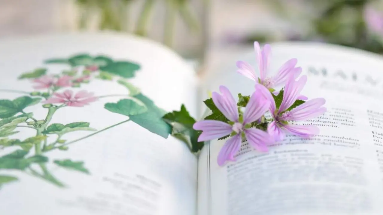 Libro de plantas medicinais (Foto: N&oacute;s Diario).