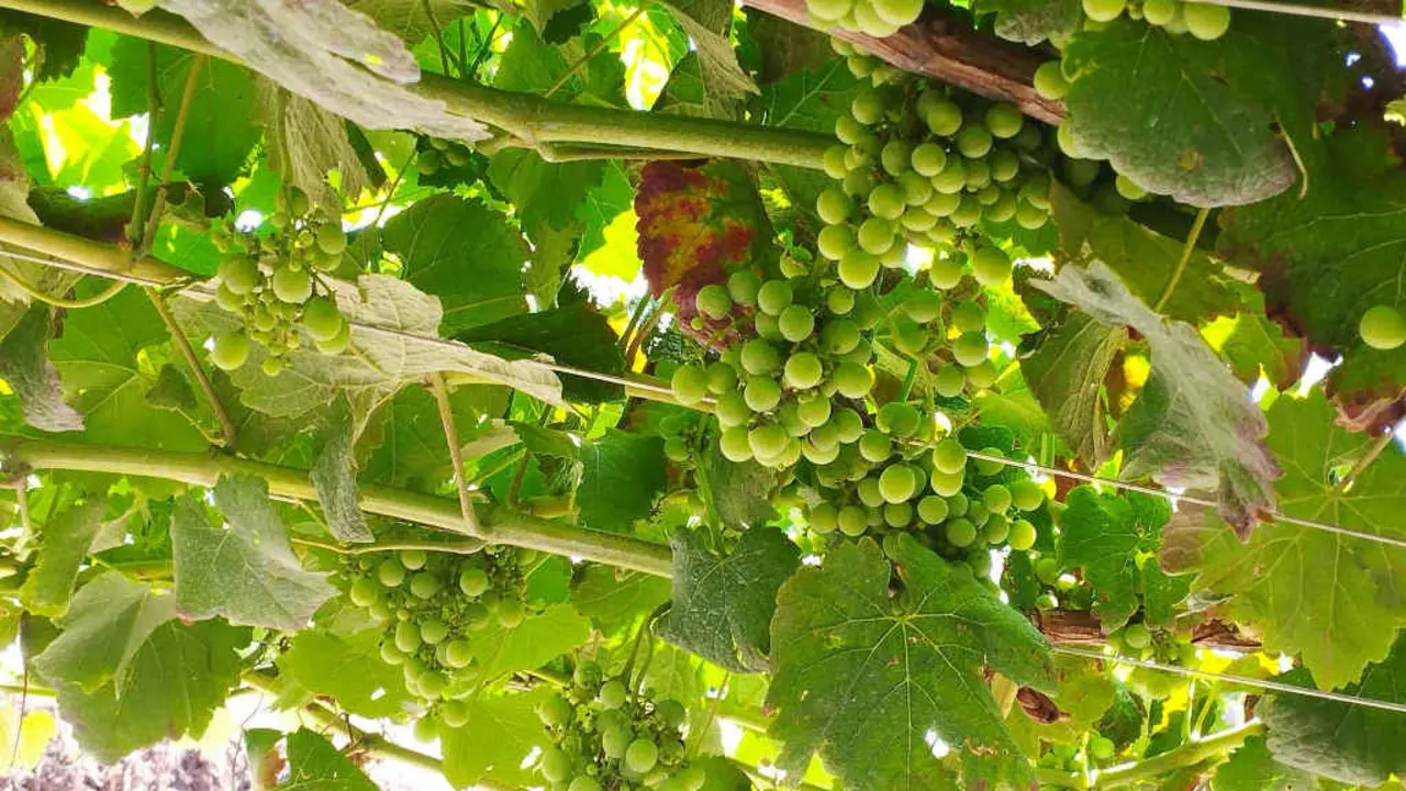 Vi&ntilde;edos afectados por mildio no Condado, dentro da Denominaci&oacute;n de Orixe (DO) R&iacute;as Baixas (Foto: N&oacute;s Diario).
