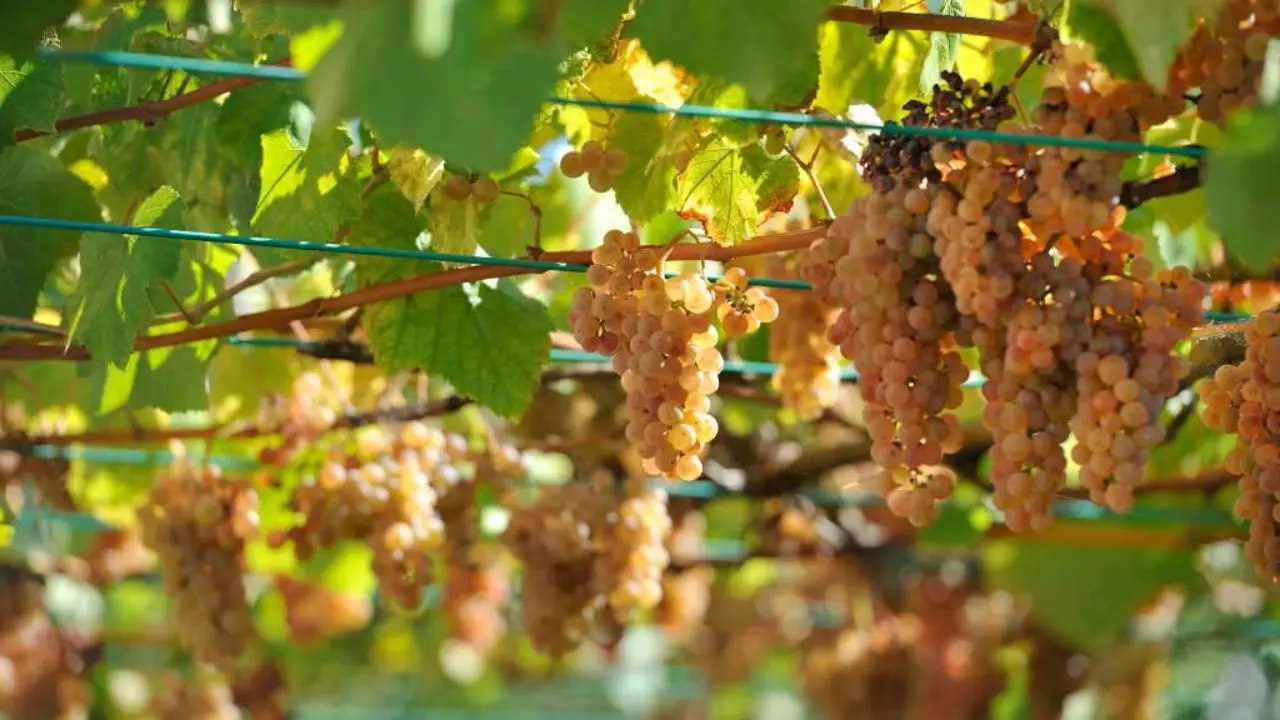 Uvas utilizadas para producir vi&ntilde;o Albari&ntilde;o. (Foto: Avarand)