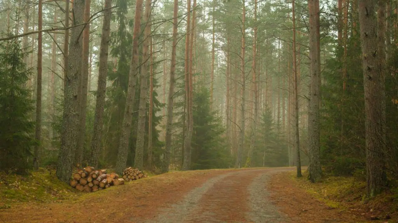 O bosque est&aacute; presente no relato. (Foto: Ivo Vilnis)