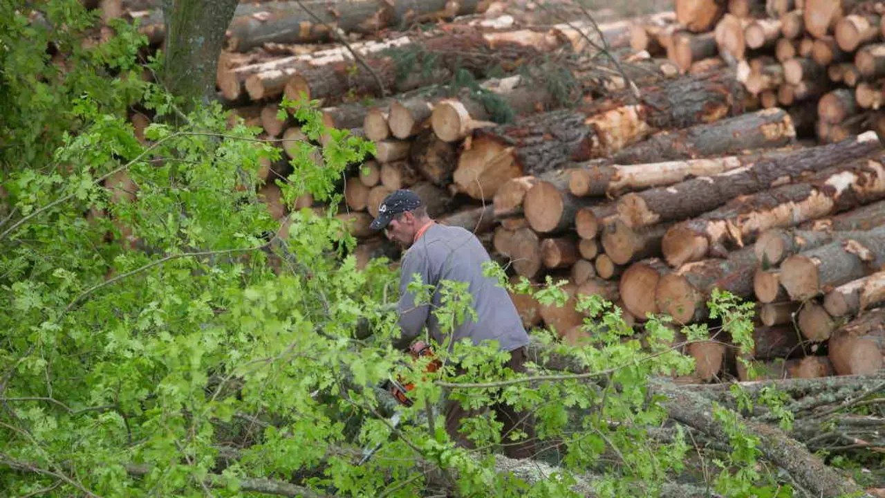 Corta de pi&ntilde;eiros en Ferreira do Valadouro (A Mari&ntilde;a). (Foto: Carlos Castro / Europa Press)