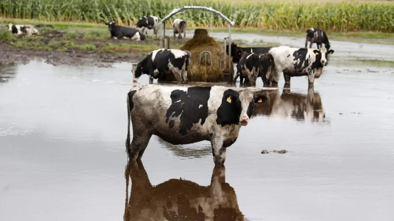 Vacas nun predio inundado polo r&iacute;o Anllo, en Vilalba (A Terra Ch&aacute;). (Foto: Carlos Castro / Europa Press)