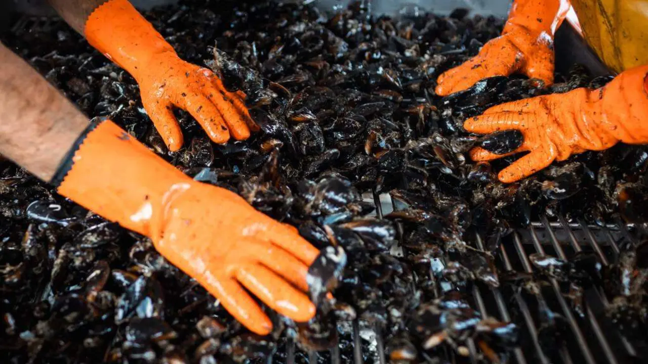 Manipulaci&oacute;n de mexill&oacute;ns extra&iacute;dos dunha batea na r&iacute;a de Pontevedra, nunha imaxe de arquivo. (Foto: Agostime / Europa Press)