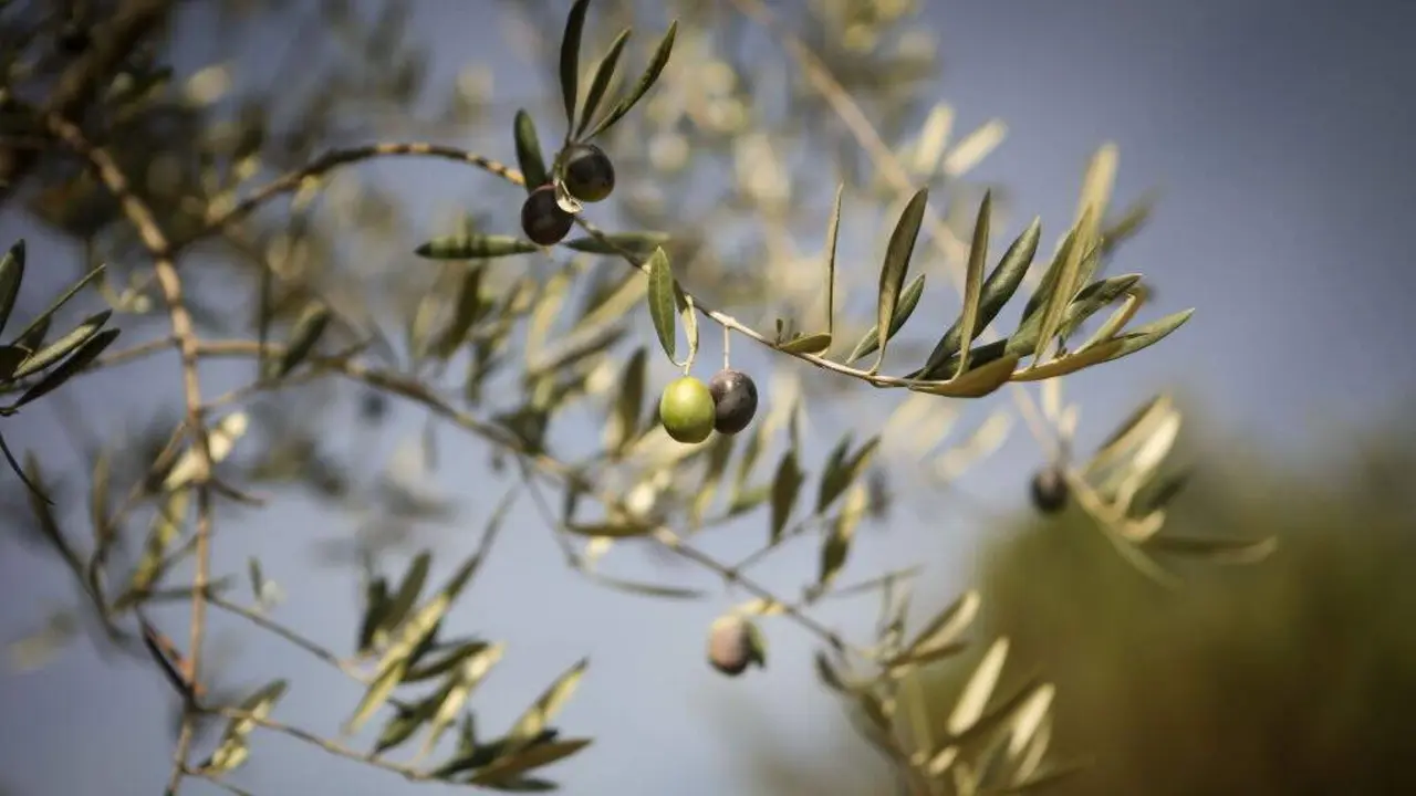 Estados Unidos &eacute; un dos maiores destinos das exportaci&oacute;ns internacionais de produtos clave como vi&ntilde;os, licores, conservas ou aceite de oliva. (Foto: Carlos Castro / Europa Press)