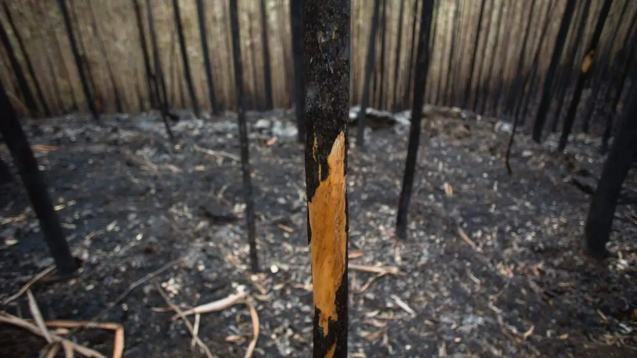 Zona de bosque queimada nun incendio que tivo lugar en Trabada (A Mari&ntilde;a) en outubro de 2023. [Foto: Carlos Castro / Europa Press]