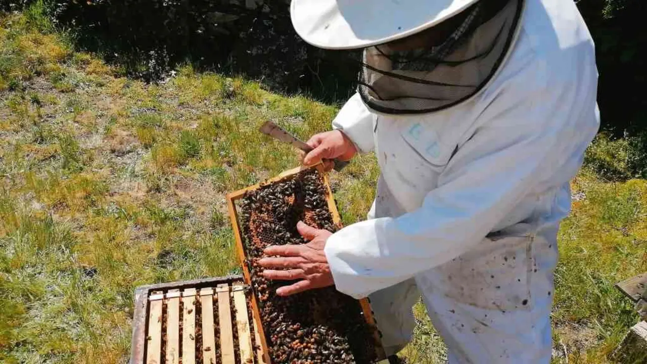 Un apicultor de Viana do Bolo traballa coas s&uacute;as colmeas. (Foto: Feuga)