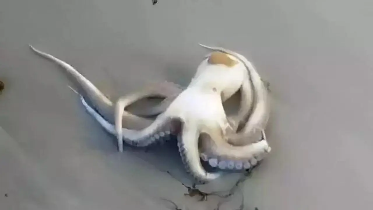 pilpo