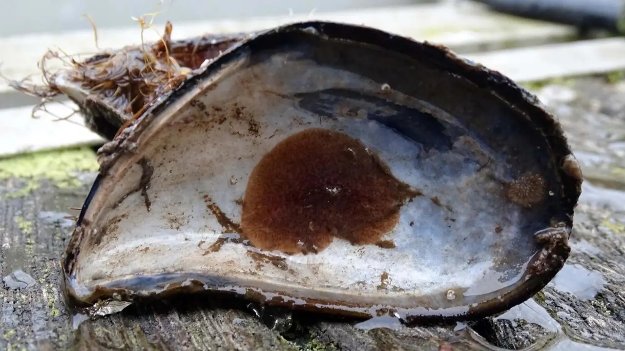 'Postenterogonia orbicularis' nunha cuncha de 'Mytilus galloprovincialis'. (Foto: L&oacute;pez-Alonso et al., 2024)