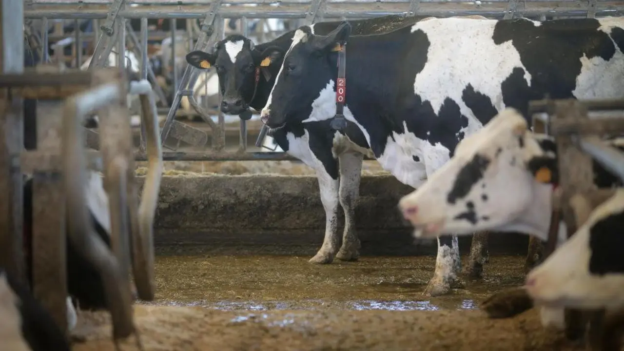 Gandar&iacute;a de l&aacute;cteo na comarca de Chantada. (Foto: Carlos Castro / Europa Press)